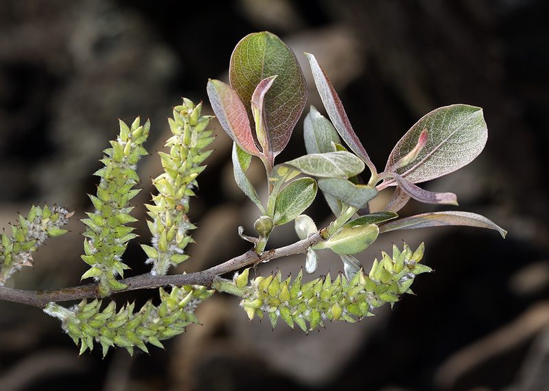 Salix delnortensis, photographed by Steve Matson