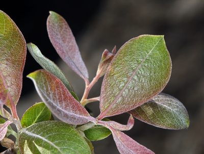 Salix delnortensis, photographed by Steve Matson