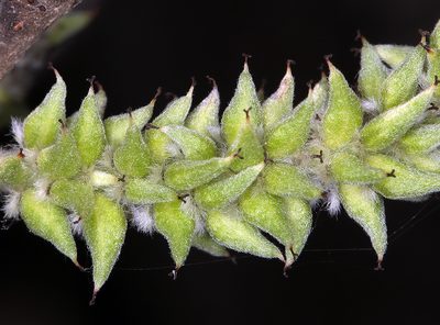 Salix delnortensis, photographed by Steve Matson