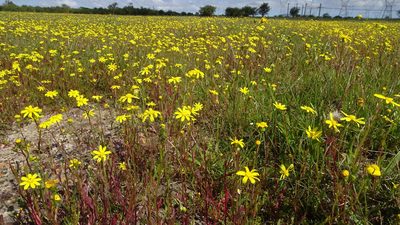 Senecio littoreus, photographed by Paul Emms