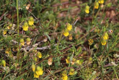 Hermannia pinnata, photographed by Tony Rebelo