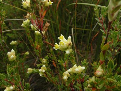 Penaea dubia, photographed by jillblignaut