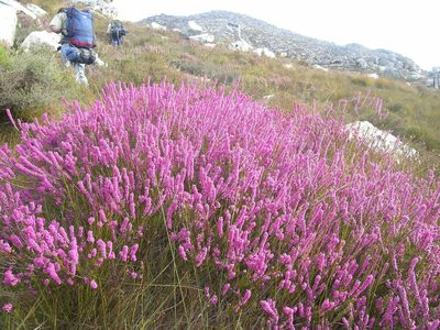 Erica regerminans, photographed by jillblignaut
