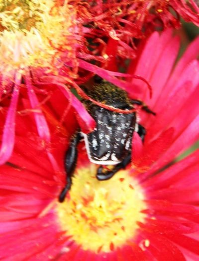 Lampranthus coccineus, photographed by Tony Rebelo