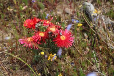 Lampranthus coccineus, photographed by Tony Rebelo