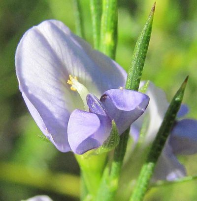 Psoralea restioides, photographed by douglaseustonbrown