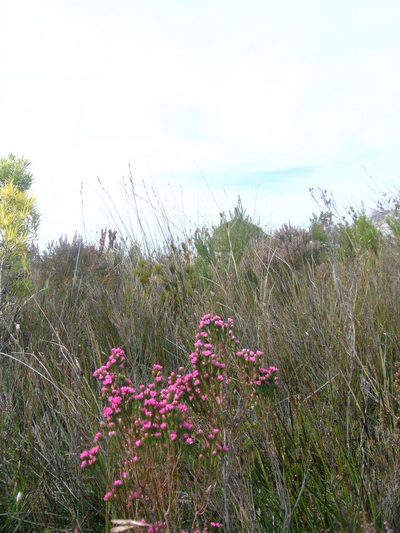 Erica bracteolaris, photographed by jillblignaut