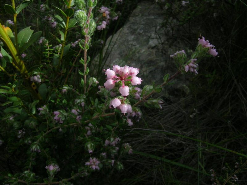 Erica ocellata, photographed by jillblignaut