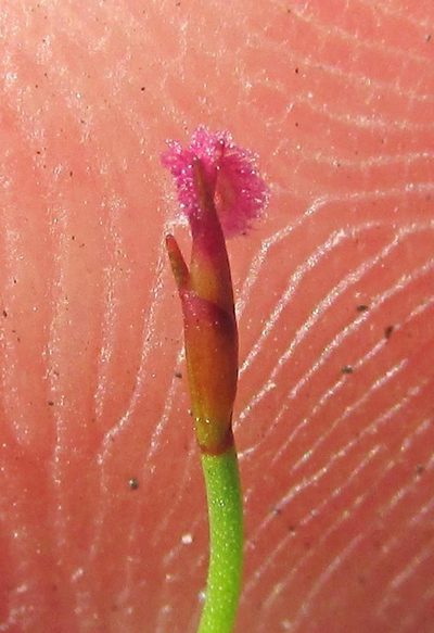 Restio tenuissimus, photographed by douglaseustonbrown