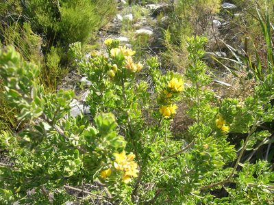 Aspalathus securifolia, photographed by jillblignaut