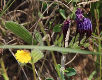 Babiana rubrocyanea, photographed by Tony Rebelo