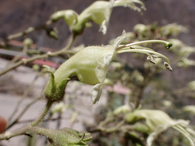 Nicotiana tomentosa, photographed by Skjold Søndergaard