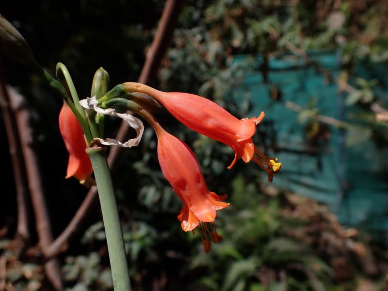 Stenomesson miniatum, photographed by Skjold Søndergaard