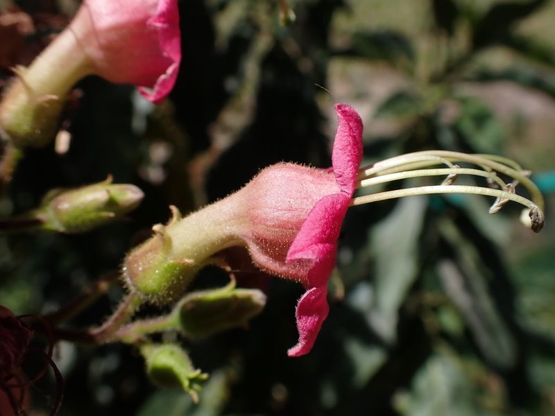 Nicotiana tomentosiformis, photographed by Skjold Søndergaard
