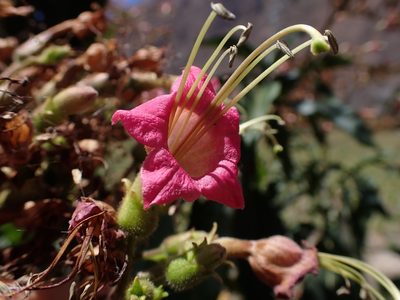 Nicotiana tomentosiformis, photographed by Skjold Søndergaard