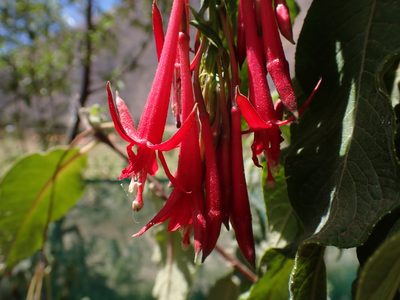 Fuchsia boliviana, photographed by Skjold Søndergaard