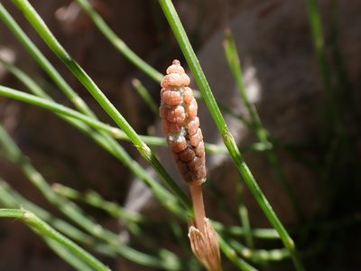 Equisetum bogotense, photographed by Skjold Søndergaard