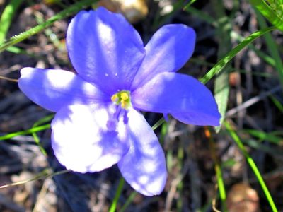 Aristea nana, photographed by Di Turner