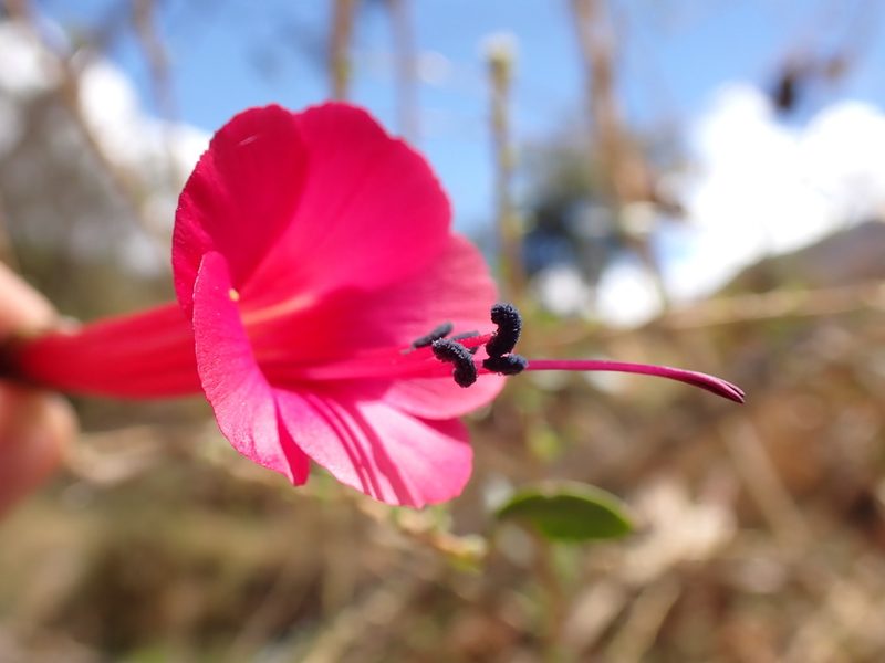 Cantua buxifolia, photographed by Skjold Søndergaard