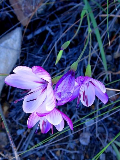 Geissorhiza elsiae, photographed by Di Turner