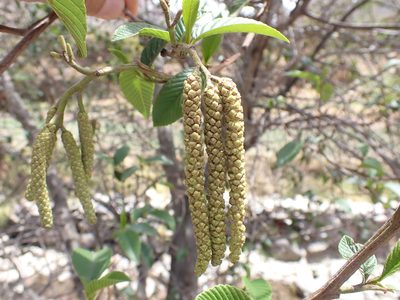 Alnus acuminata, photographed by Skjold Søndergaard