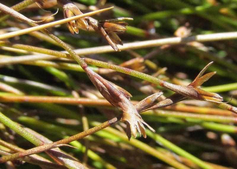 Restio debilis, photographed by douglaseustonbrown