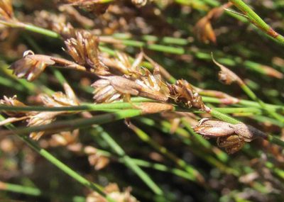 Restio debilis, photographed by douglaseustonbrown