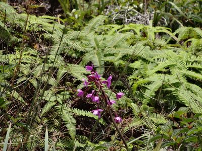 Spathoglottis plicata, photographed by Rehabilitated Zoologist