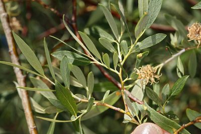 Salix geyeriana, photographed by Steve Matson