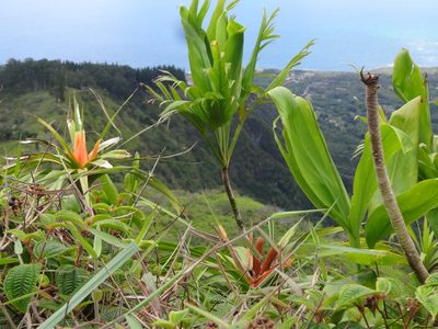 Freycinetia arborea