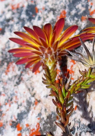 Oedera decussata, photographed by Di Turner