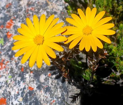 Oedera decussata, photographed by Di Turner