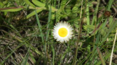 Helichrysum wilmsii, photographed by Shaun Swanepoel