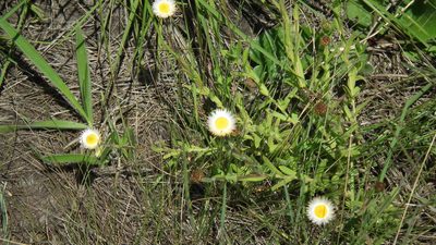 Helichrysum wilmsii, photographed by Shaun Swanepoel