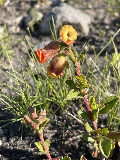 Hermannia ternifolia, photographed by Sean Privett