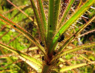 Roridula gorgonias, photographed by linkie