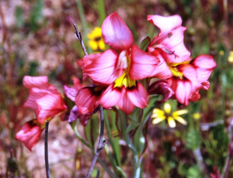 Gladiolus meliusculus, photographed by Tony Rebelo