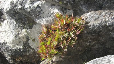 Nivenia fruticosa, photographed by jillblignaut