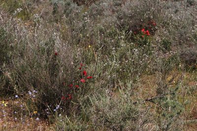 Lampranthus coccineus, photographed by Tony Rebelo