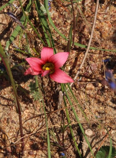 Romulea eximia, photographed by Tony Rebelo