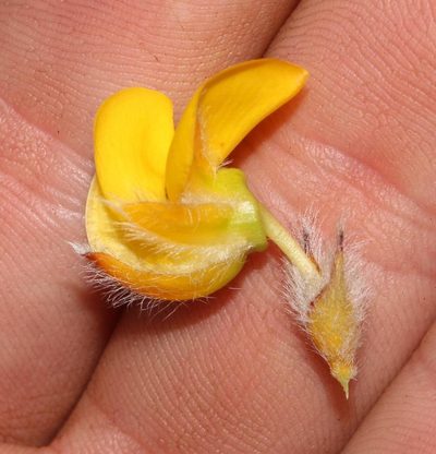 Cyclopia alopecuroides, photographed by Brian du Preez
