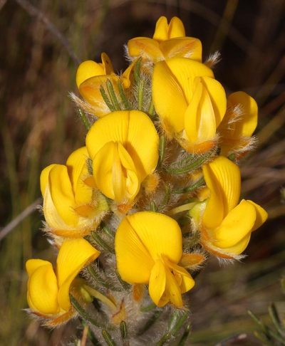 Cyclopia alopecuroides, photographed by Brian du Preez