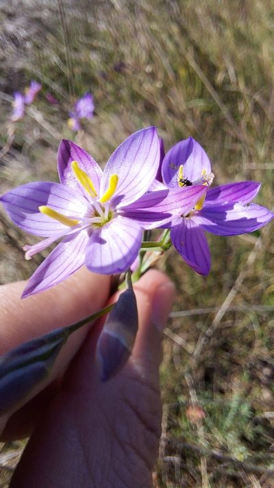 Geissorhiza purpurascens, photographed by Jacques van der Merwe
