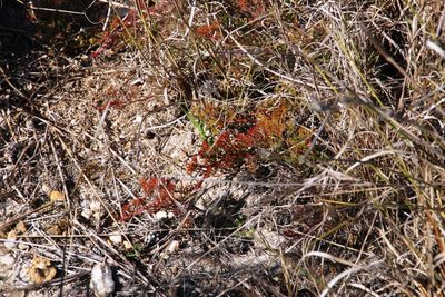 Serruria incrassata, photographed by Tony Rebelo