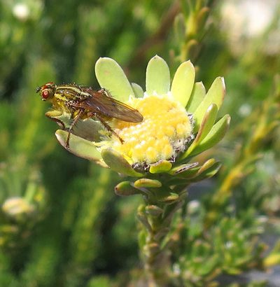 Leucadendron singulare, photographed by Di Turner