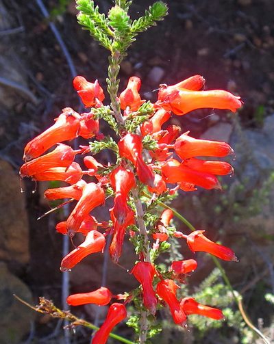Erica inordinata, photographed by Di Turner