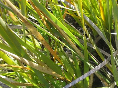 Bobartia paniculata, photographed by Di Turner