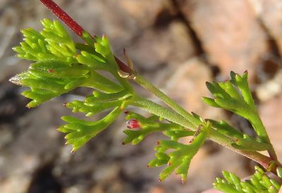 Pelargonium ternatum, photographed by Nicola van Berkel
