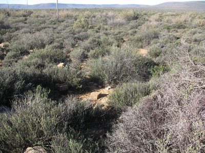 Oedera glandulosa, photographed by douglaseustonbrown