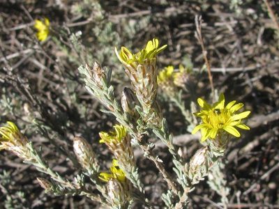 Oedera glandulosa, photographed by douglaseustonbrown